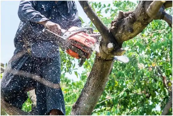 tree services Harleyville